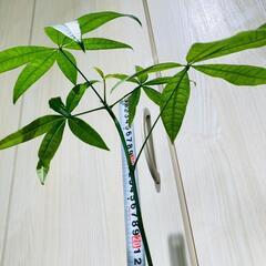 【観葉植物】実生のパキラ（2.5号スリット鉢付き）の画像