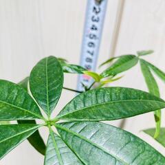 【観葉植物】実生のパキラ（2.5号スリット鉢付き）の画像