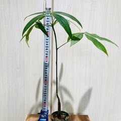 【観葉植物】実生のパキラ（2.5号スリット鉢付き）の画像