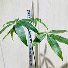【観葉植物】実生のパキラ（2.5号スリット鉢付き）の画像