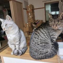 ★お迎えがキャンセルとなりました為、多頭飼育崩壊の兄妹ねこさん★家族再募集！！ - 郡山市