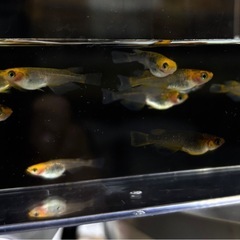 メダカ 五式タイプR 3ペア＋5匹 本家から購入 めだかの画像