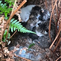 産まれたて赤ちゃん猫4匹