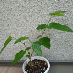 マルベリー　桑の木　苗