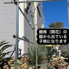 ［埼玉手渡し］アガベ　雷神　中株の画像