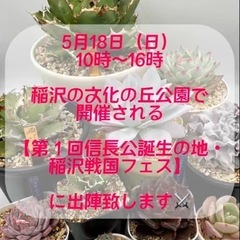 次回以降の販売予定 多肉植物 アガベ