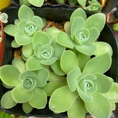 ピーチパーフェクト　ポットごと　多肉植物