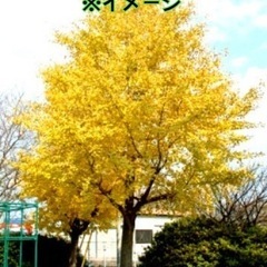 探してます。【イチョウ】