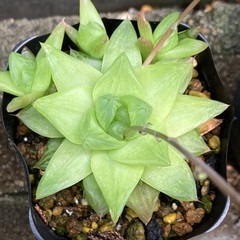 ハオルチア　多肉植物