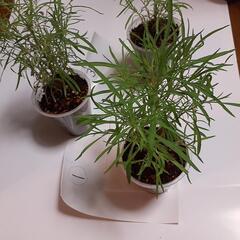 コキアの苗