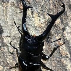 ギラファノコギリクワガタ　成虫大型