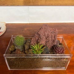 父の日プレゼント用サボテン