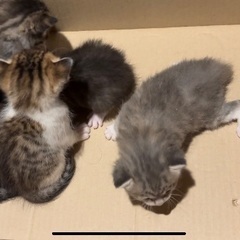 赤ちゃん猫・5匹