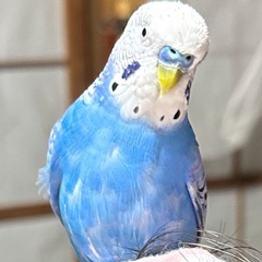 青いセキセインコが迷子になった。 - 練馬区