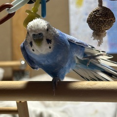 青いセキセインコが迷子になった。