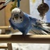 ランキングキーワードに紐づく投稿画像-インコ