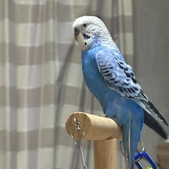 青いセキセインコが迷子になった。 - 手伝って/助けて