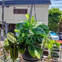 ｛売ります観葉植物｝マランタ2種寄せ植え7号吊り鉢