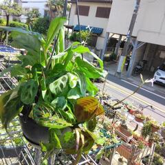 ｛売ります観葉植物｝マランタ2種寄せ植え7号吊り鉢の画像