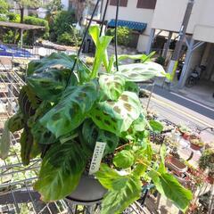 ｛売ります観葉植物｝マランタ2種寄せ植え7号吊り鉢の画像