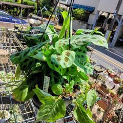 ｛売ります観葉植物｝マランタ2種寄せ植え7号吊り鉢の画像