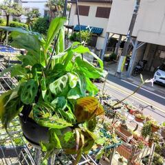 ｛売ります観葉植物｝マランタ2種寄せ植え7号吊り鉢の画像