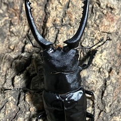 ギラファノコギリクワガタ　成虫ペア