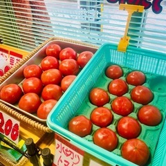 5月14日‼️ ご好評につき‼️ 50円若松旬野菜‼️朝採り長ネギ‼️ 1本50円‼️ 野菜の画像