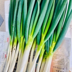 5月14日‼️ ご好評につき‼️ 50円若松旬野菜‼️朝採り長ネ...