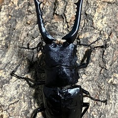 ギラファノコギリクワガタ　成虫ペア