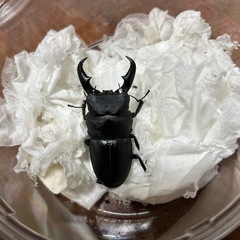 オキナワヒラタ　新成虫ペア