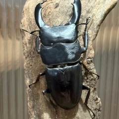 テイオウヒラタクワガタ ペアの画像