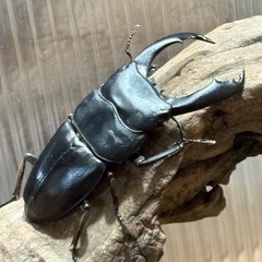 テイオウヒラタクワガタ ペア