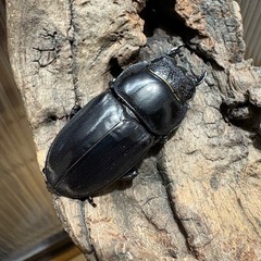 テイオウヒラタクワガタ ペアの画像