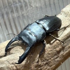 テイオウヒラタクワガタ ペアの画像