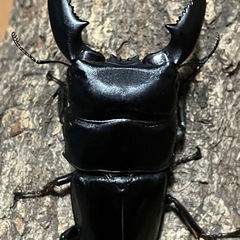 スマトラヒラタクワガタ　成虫ペア