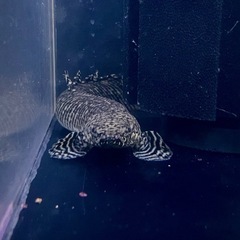 【すぐに生体育成できます！】120cm アクリル水槽　の画像