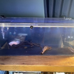 【生体付き！】120cm アクリル水槽