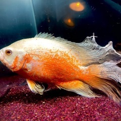 【すぐに生体育成できます！】120cm アクリル水槽　の画像