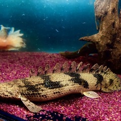 【すぐに生体育成できます！】120cm アクリル水槽　の画像