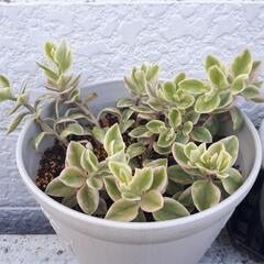 ベビーサンローズ　花蔓草　多肉植物　風水の画像