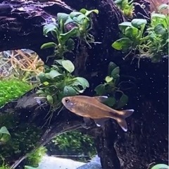 熱帯魚5匹