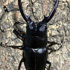 レニノコギリクワガタ