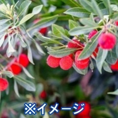 探してます。【ヤマモモ】