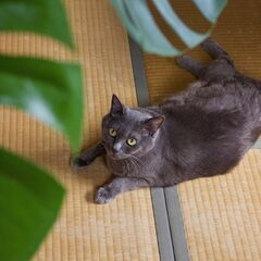 酔って、ほどけて、芯に還る 〜畳の上、日本酒と所作で整う夜〜