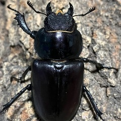 ケルブスミヤマクワガタ