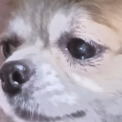 おうち決まりました★　保護しました。家族ワンコとけんかするので、、