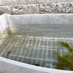 メダカ100匹を無料で差し上げますの画像