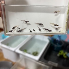 〜25日までお値下げ中〜メダカ菊虎の画像