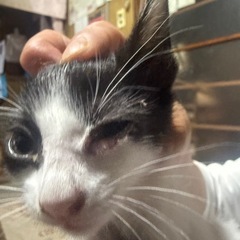 3月末に産まれたメス猫ちゃんです( ΦωΦ )